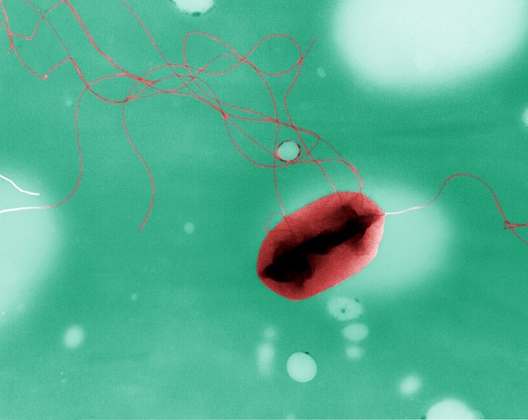 Escherichia coli mit Flagellen