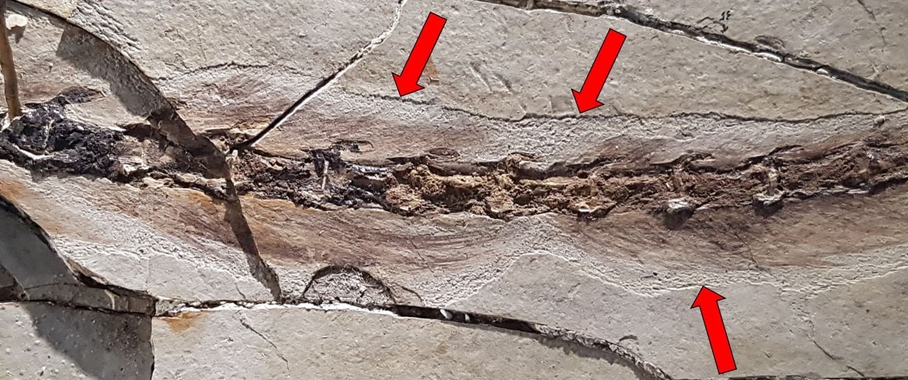Falsch identifizierte Hautumrisse bei <i>Sinosauropteryx</i>