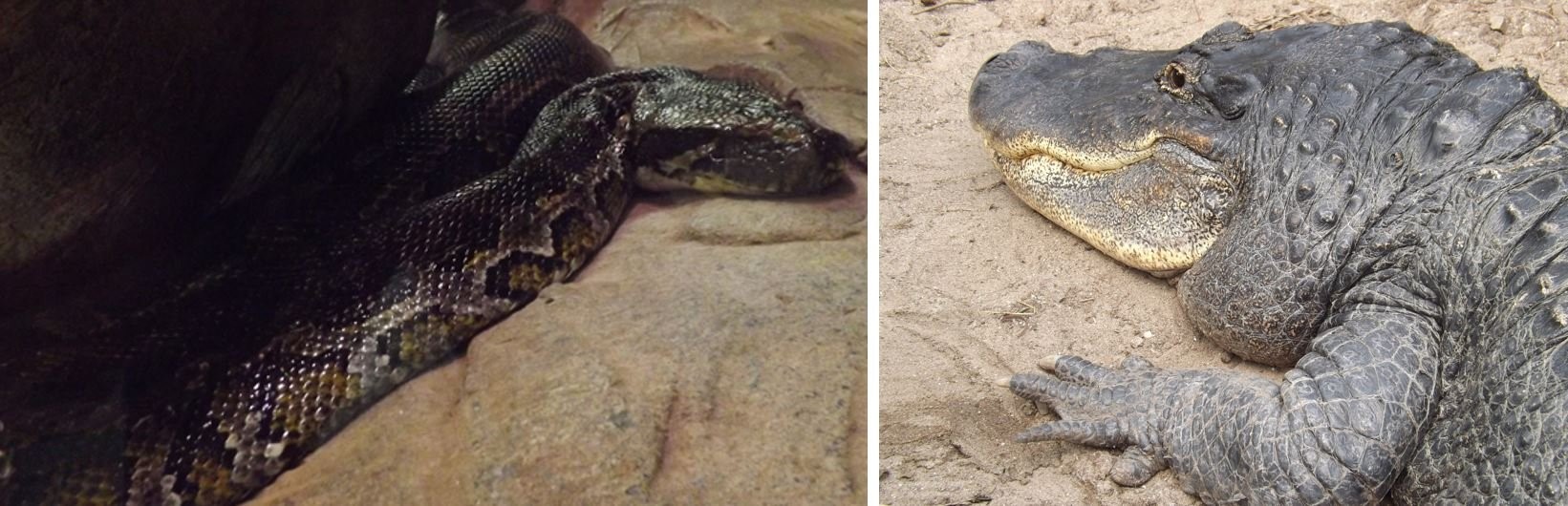 Pythons und Alligatoren, sind Dinosauriern nicht besonders ähnlich