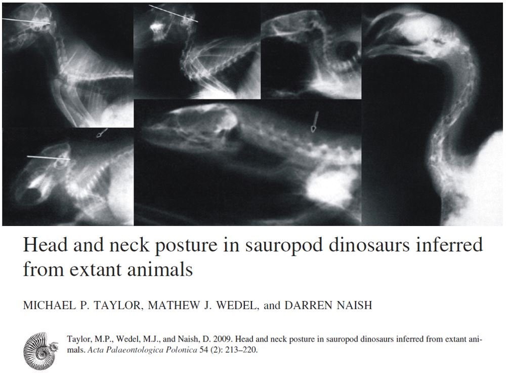 Taylor et al. (2009) zur Halshaltung der Sauropoden