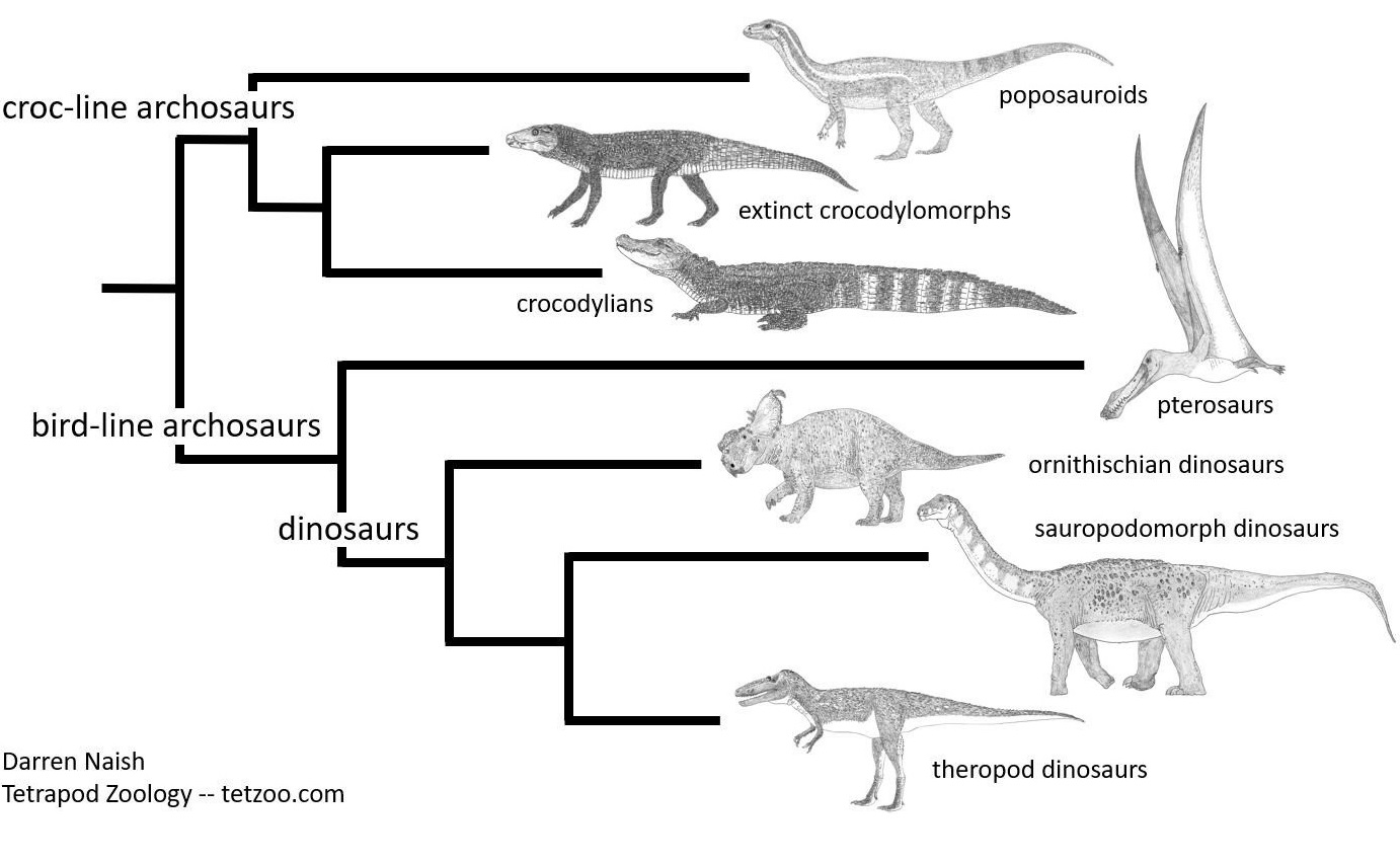 Kladogramm zur Archosaurier-Evolution