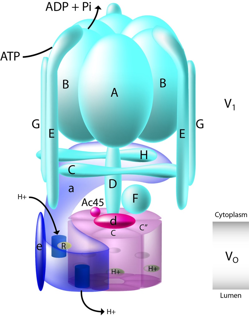Schematischer Aufbau einer V-ATPase