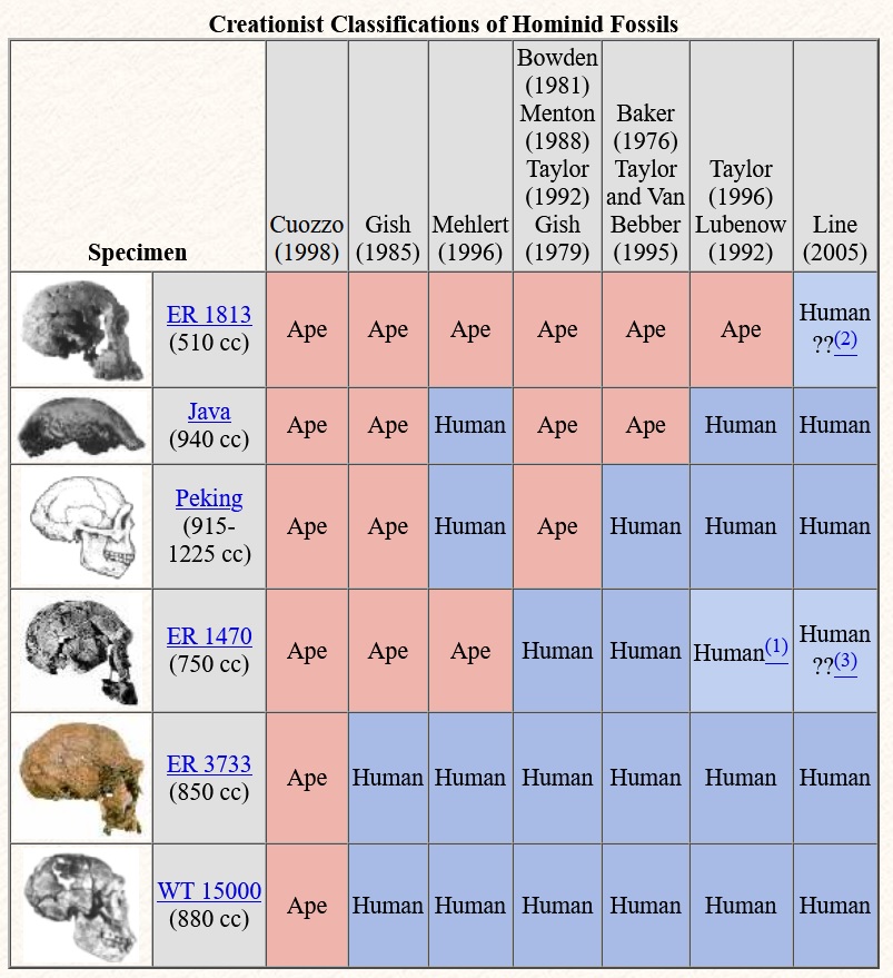 Zwischen Homo habilis und Mensch: Kreationisten beurteilen evolutionäre Zwischenformen