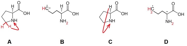 Trick zur Harmonisierung der Nukleonenzahl der Aminosäure Prolin
