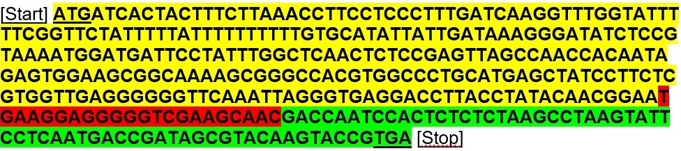 Proteinkodierender Bereich des t-urf13-Gens